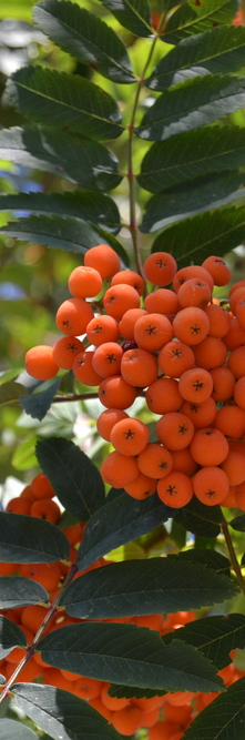 SORBUS aucuparia Aspleniifolia<br />