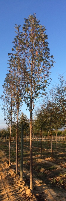 SORBUS aucuparia Sheerwater Seedling<br />