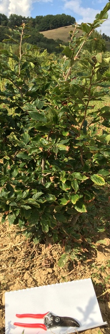 SYCOPARROTIA semidecidua <br />