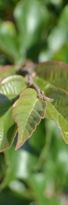 SYCOPARROTIA semidecidua Purple haze<br />