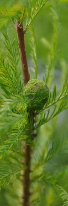 TAXODIUM distichum <br />