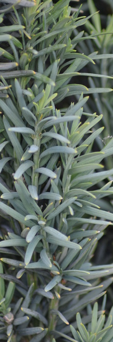 TAXUS baccata Fastigiata<br />