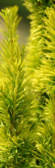 TAXUS baccata Fastigiata aurea<br />