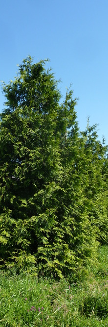 THUJA plicata Excelsa<br />