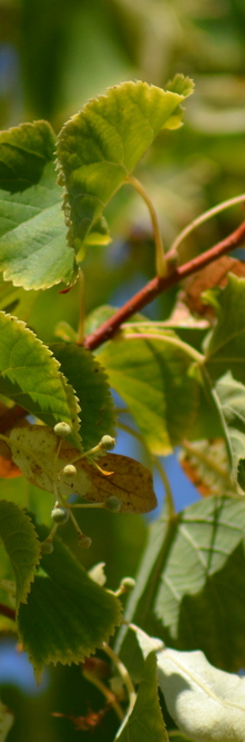 TILIA cordata Winter orange<br />