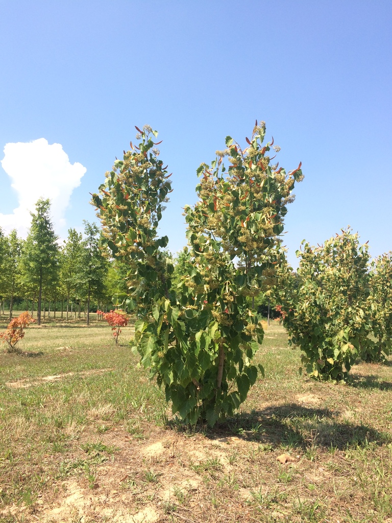 Tilleul de Henry, Tilia henryana : Plantation, Entretien