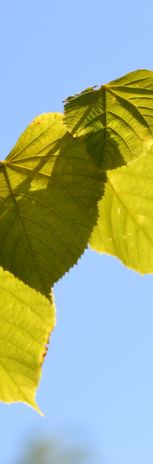 TILIA platyphyllos <br />