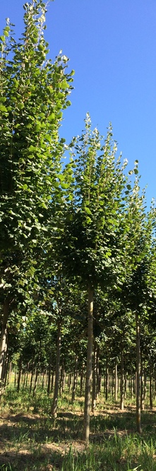 TILIA platyphyllos Delft<br />