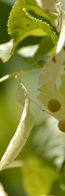 TILIA platyphyllos Louisa life<br />