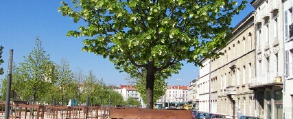 Tilleul argenté - Un arbre pour mon quartier