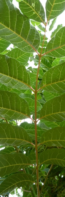 TOONA sinensis Flamingo<br />