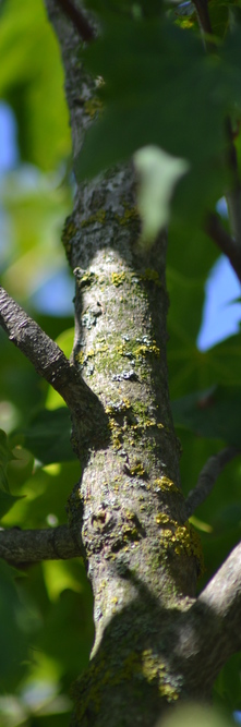 ACER platanoides Green pillar<br />