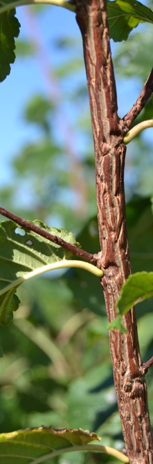 ULMUS minor Supercork<br />