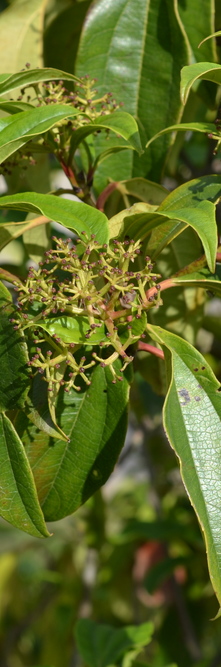 VIBURNUM cinnamomifolium <br />