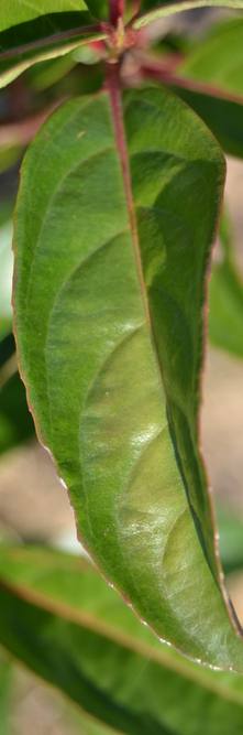 VIBURNUM Le Bois Marquis <br />