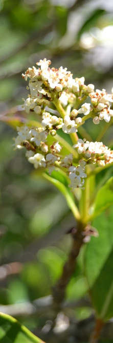 VIBURNUM odoratissimum Awabuki<br />