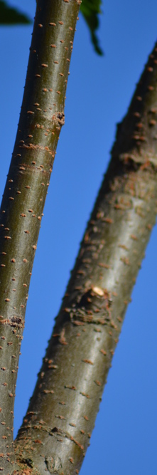 ZELKOVA serrata Fastigiata<br />