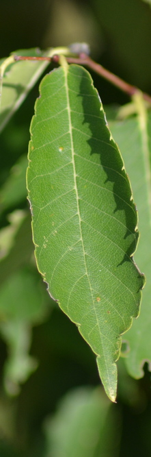 ZELKOVA serrata Sartori<br />