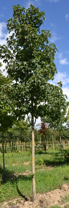 ACER pseudoplatanus <br />