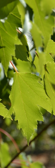 ACER rubrum <br />