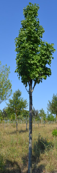 ACER rubrum Scanlon<br />