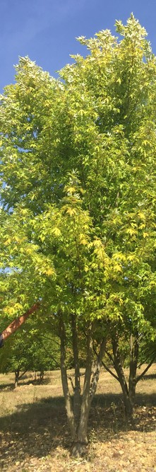 ACER saccharinum Pyramidalis<br />