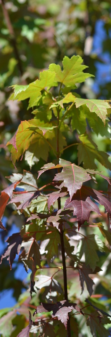 ACER x freemanii Autumn blaze<br />