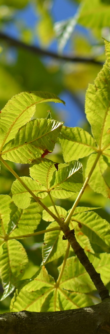 AESCULUS carnea Briotti<br />