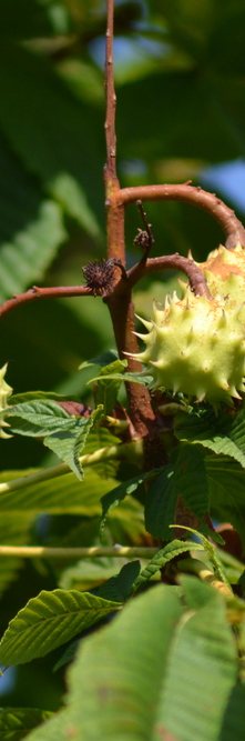 AESCULUS hippocastanum <br />