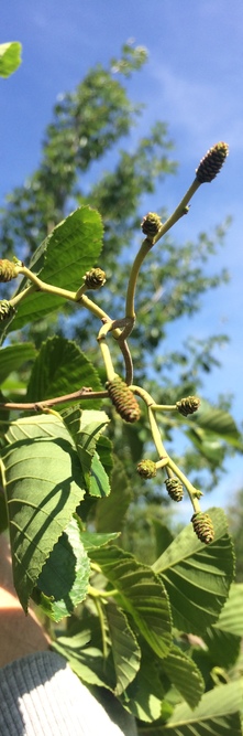 ALNUS glutinosa <br />