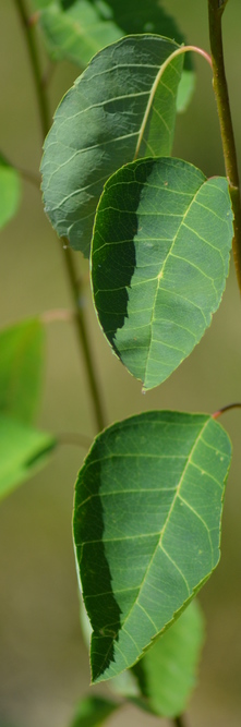 AMELANCHIER lamarckii <br />