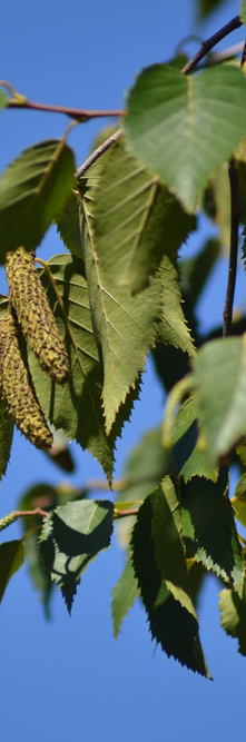 BETULA albosinensis Fascination<br />