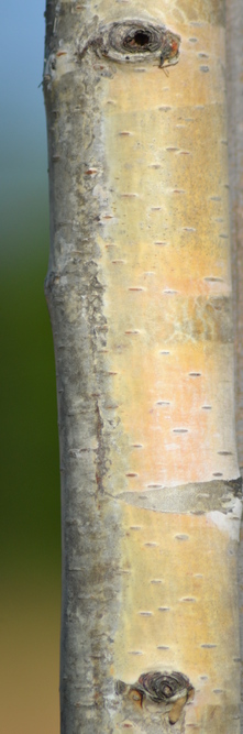 BETULA pendula Youngii<br />