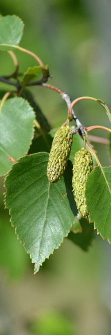 BETULA utilis <br />