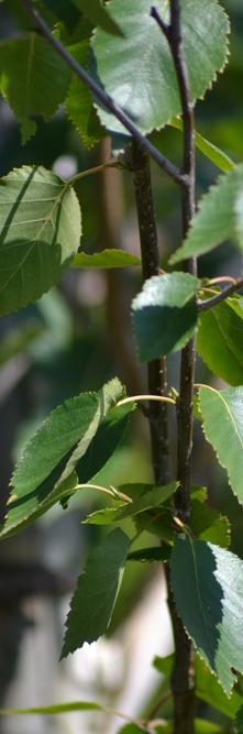 BETULA utilis Jacquemontii<br />