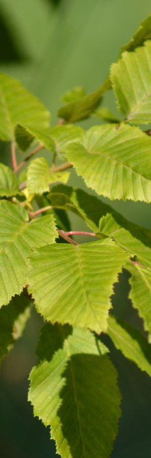 CARPINUS betulus Frans fontaine<br />