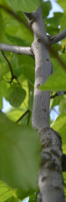 CATALPA bignonioïdes <br />