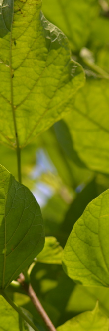 CATALPA bignonioïdes Nana<br />