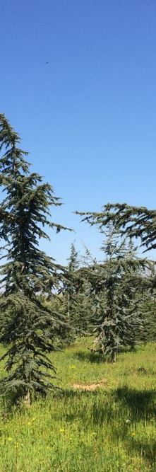 CEDRUS brevifolia <br />