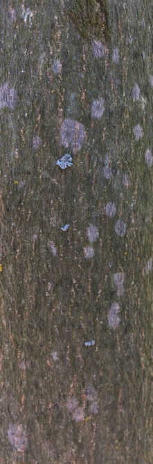 CELTIS biondii <br />