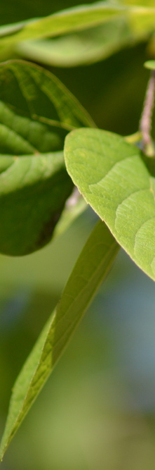 CELTIS occidentalis <br />