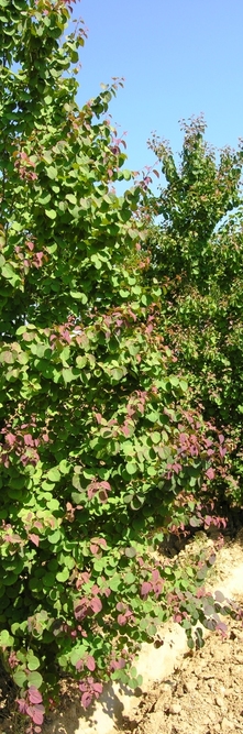 CERCIDIPHYLLUM japonicum <br />