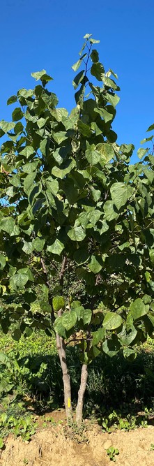 CERCIS canadensis <br />